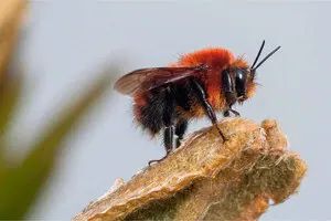 Colombia registra más de 700 especies de abejas